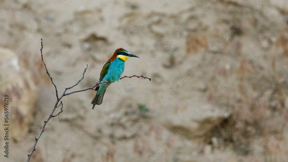 Obraz premium Bee Eaters in the wild of the Danube Delta