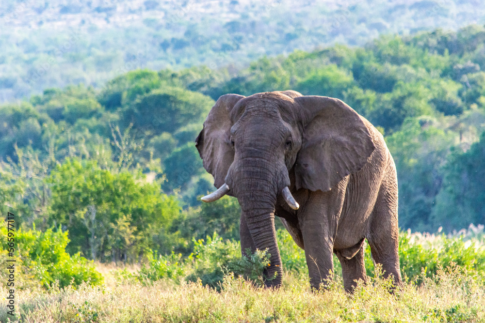 An elephant in the Hluhluwe-Imfolozi Park in South Africa An elephant in the Hluhluwe-Imfolozi Park in South Africa