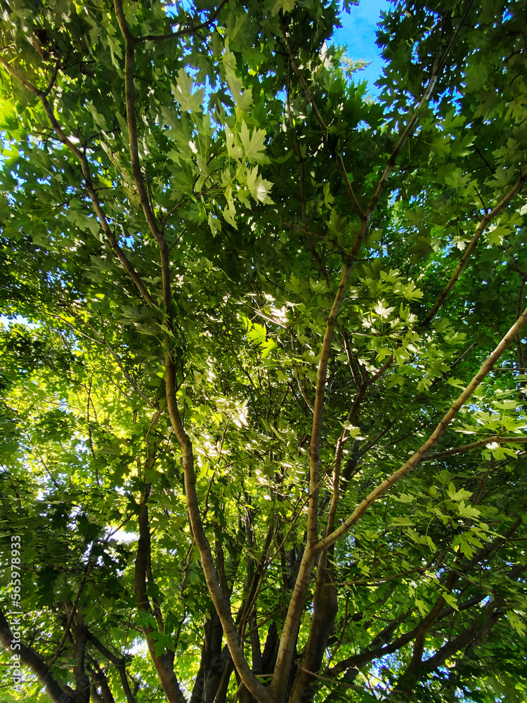 Fototapeta premium forest tree tops light canopy nature leaf summer sun green yard leafs leafy