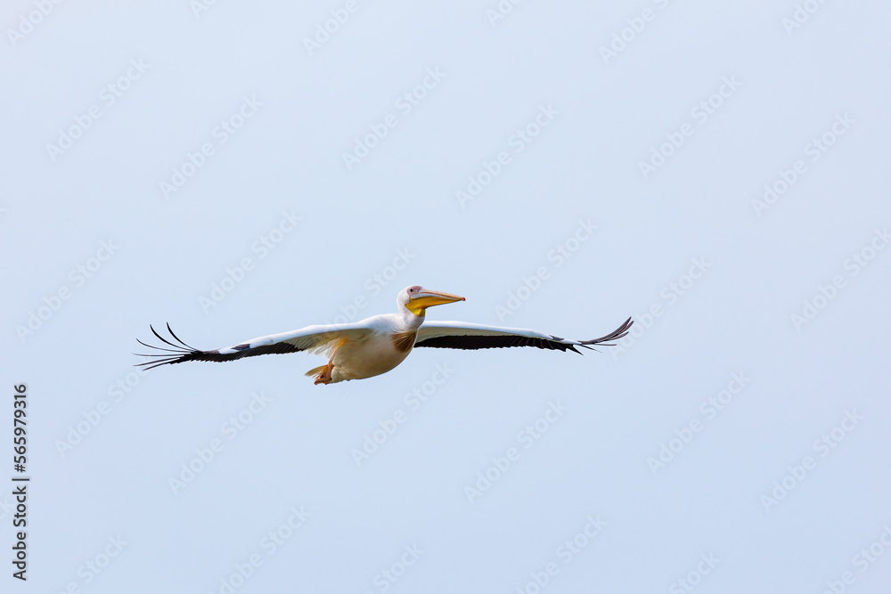 Obraz premium Flying Pelicans in the Danube Delta