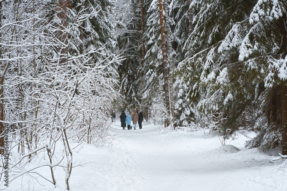 Fairytale forest snowy path. Beautiful trees with snow-covered branches. Walk along the path of health in a pine forest in winter. Fairytale forest snowy path. Beautiful trees with snow-covered branches. Walk along the path of health in a pine forest in winter.