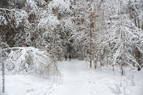 People walk along the path of health in a pine forest in winter. Fairytale forest snowy path. Beautiful trees with snow-covered branches.