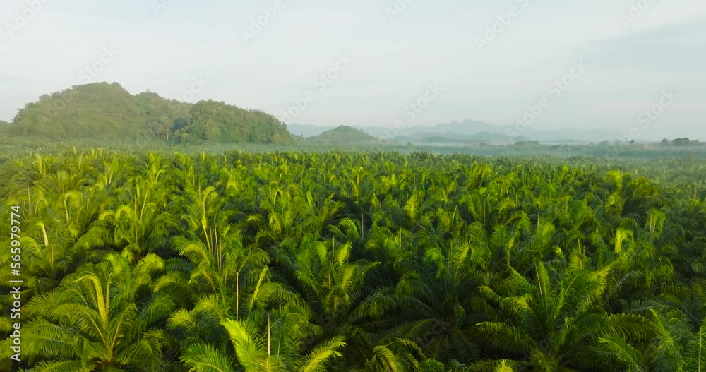 rice field in the morning