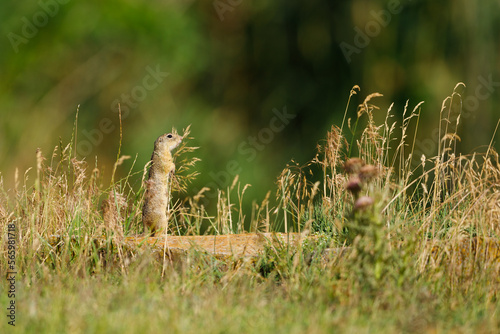 A ground squirrel on a meadow in the Danube Delta Romania