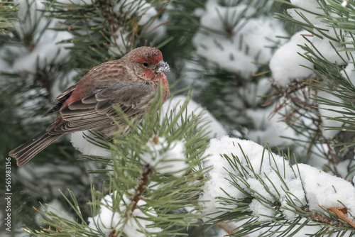 House finch (Haemorhous mexicanus) in mugho pine during snowstorm;  Wyoming photo