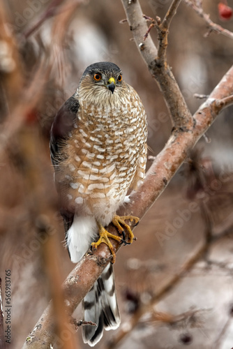 Sharp-shinned hawk (Accipiter striatus);  Laramie, Wyoming photo