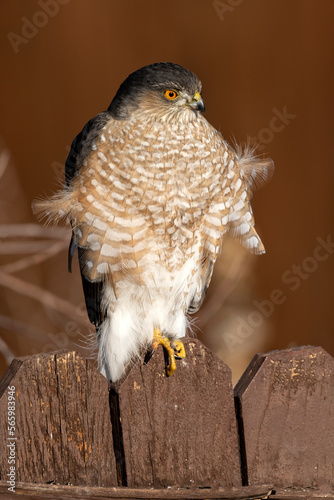 Sharp-shinned hawk (Accipiter striatus);  Laramie, Wyoming photo