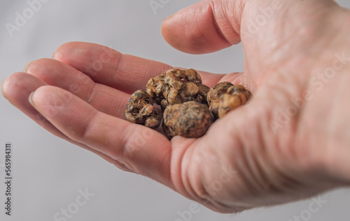 Magic truffles mushrooms full of psilocybin in red hand with light background