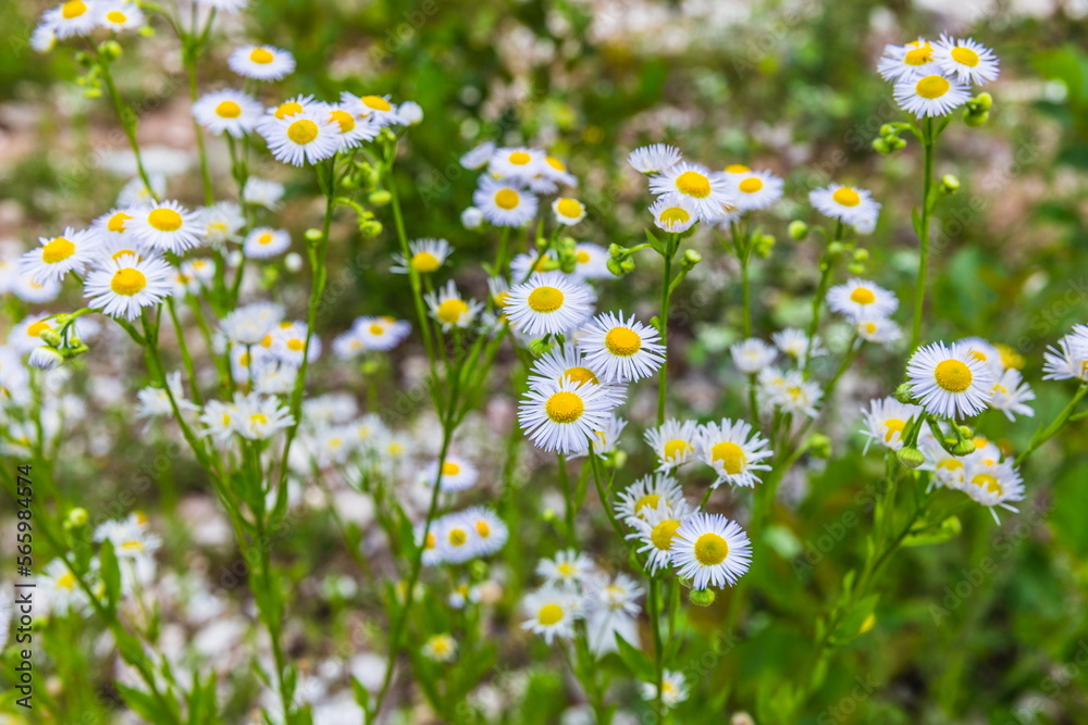 Fototapeta premium Daisies in the Shareula river valley with rare plants and trees, Georgia