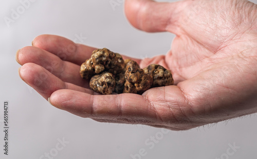 Magic truffles mushrooms full of psilocybin in red hand with light background