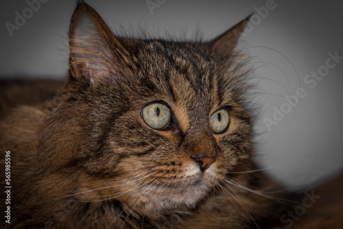 Tabby brown cat portrait in grey white room