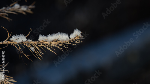 spruce branch with snow against a dark background