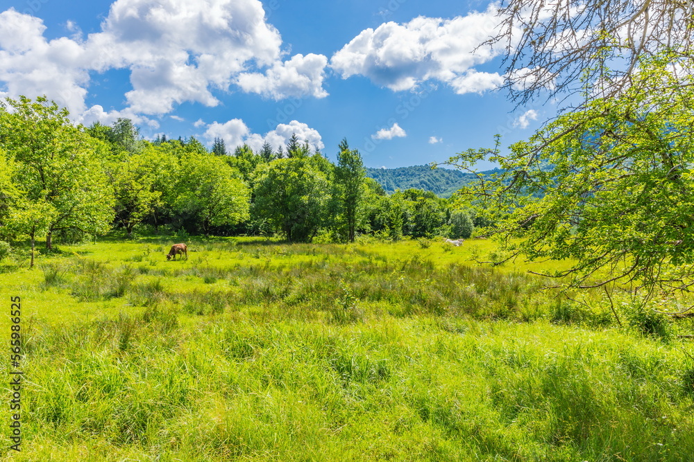 Lush green vegetation in the Shareula river valley with rare plants and trees, Georgia