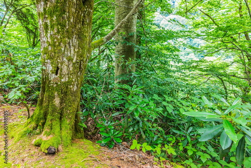 green vegetation in Kintrishi National Park  Georgia