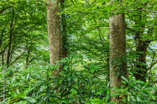 green vegetation in Kintrishi National Park, Georgia