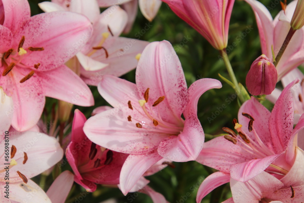 pink lilies in garden, U of A Botanic Gardens, Devon, Alberta pink lilies in garden, U of A Botanic Gardens, Devon, Alberta
