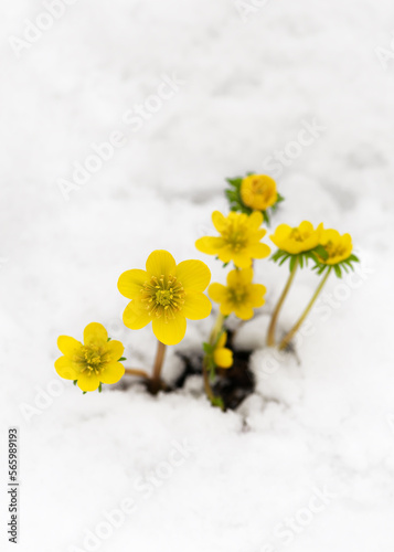 Obraz na plátne Beautiful yellow winter aconite wildflowers at wintertime in garten with snow