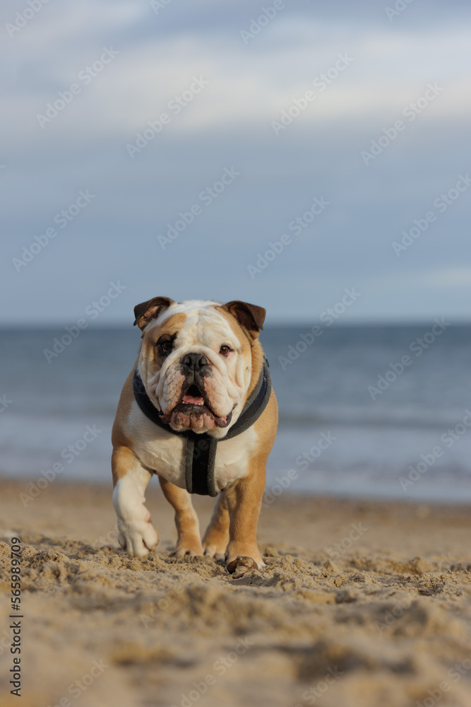 Bulldog on the beach