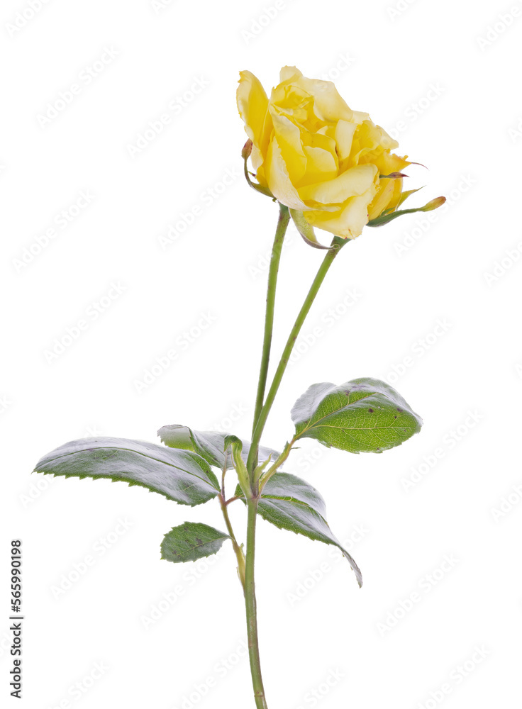 Obraz premium bright little yellow rose with one bloom on white