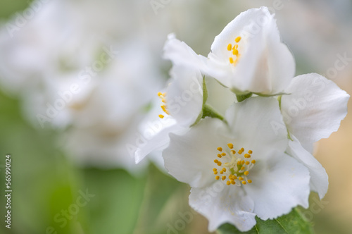 white jasmine flowers on blured background