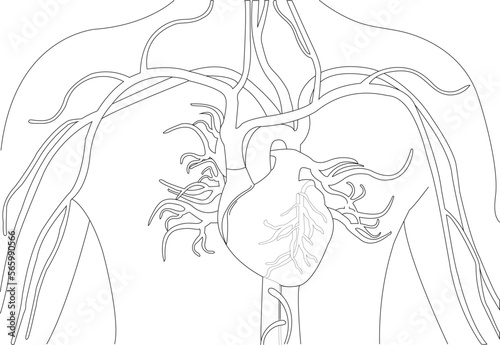 Vector Human Heart Structure with blood circulation lines.
