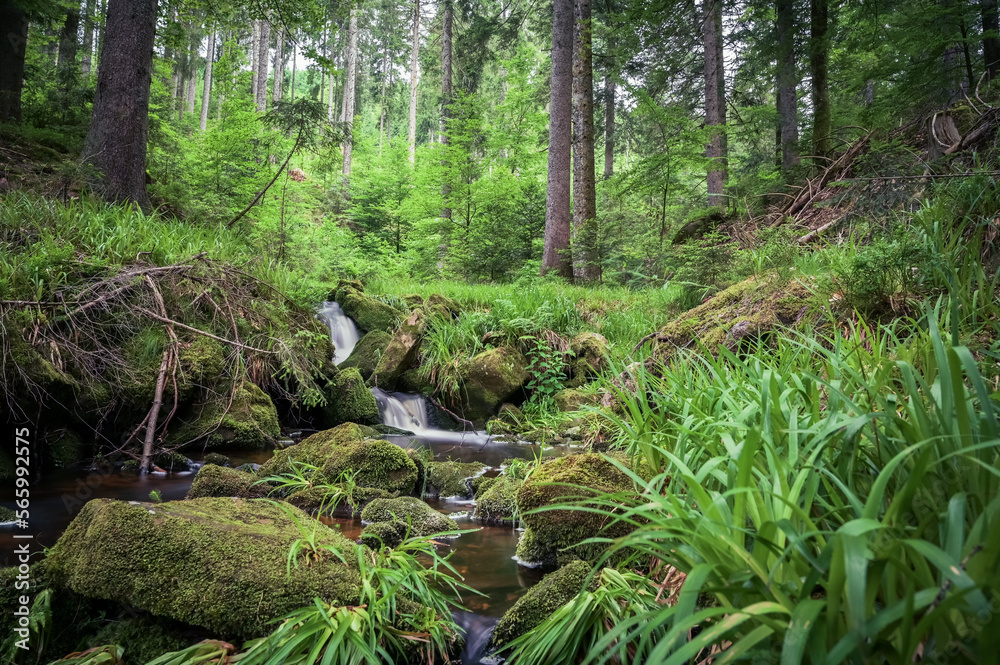 Fototapeta premium river in the forest