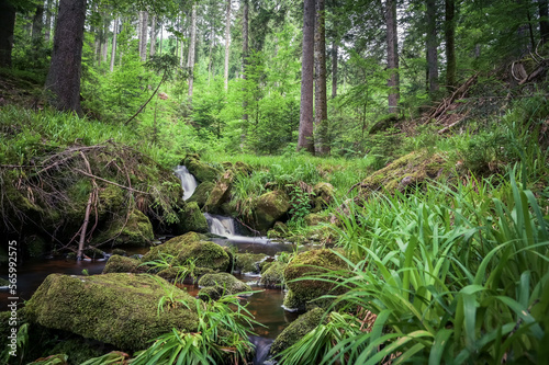 river in the forest