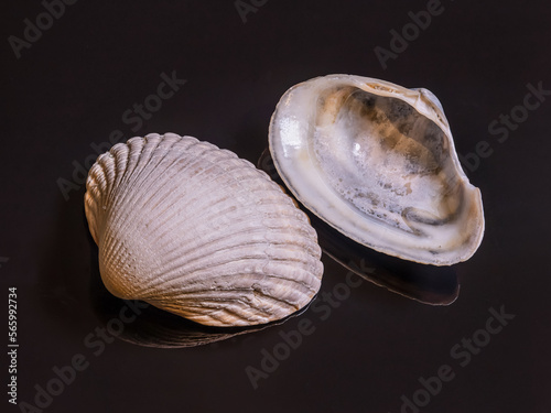 Two halves of a cockle shell (cardiida) on black reflecting background - panorama, copy-space
