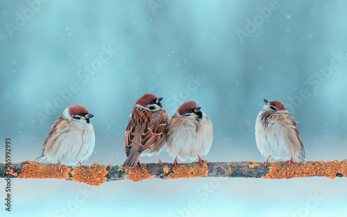 cute funny birds sparrows are sitting in the winter garden on a tree branch under the falling snowflakes