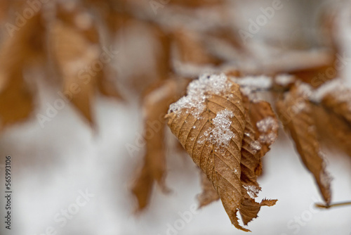 withered brown leaves covered with ice in winter © alexbuess