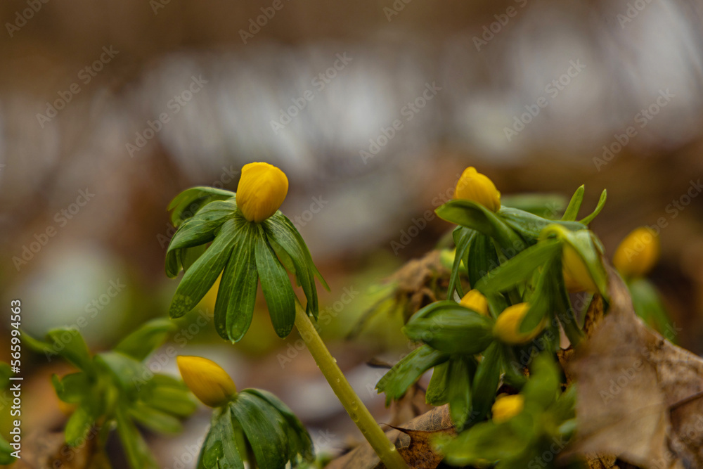 Obraz premium first beautiful flowering winter aconites