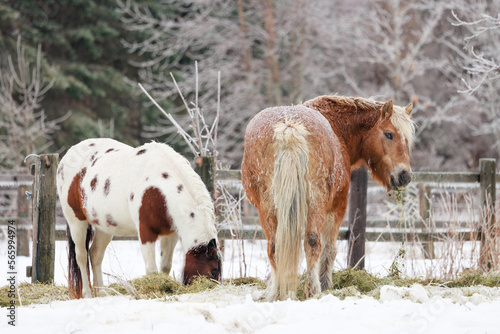 A pair of horses covered in a coat of freezing rain graze in a snowy pasture