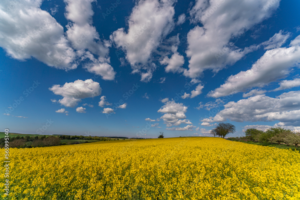 A Blooming canola field. Rape on the field in summer. Bright Yellow rapeseed oil. Flowering rapeseed. with blue sky, sun and clouds A Blooming canola field. Rape on the field in summer. Bright Yellow rapeseed oil. Flowering rapeseed. with blue sky, sun and clouds