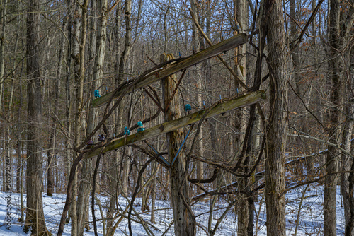 An old utility pole with glass insulators still stands along the D&H Trail Trail in Northeast PA.  Vines grow over this old pole.  The Pole blends into the woods as it were a tree. photo