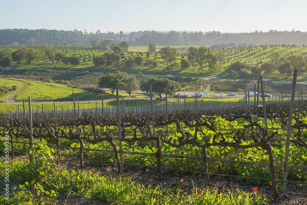 A wine grape vine in a rows, green hills, and oak trees, San Luis Obispo Valley in California in late winter