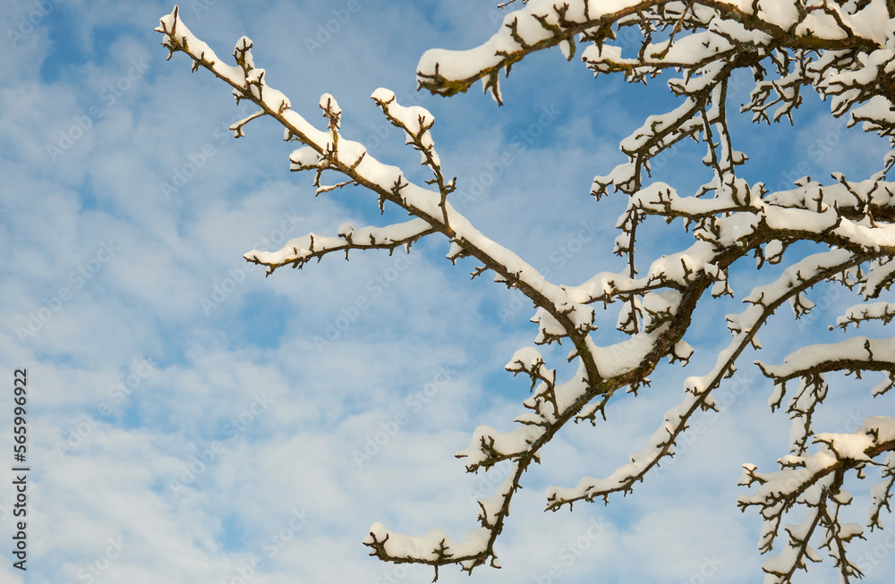 snowy branch on the background of the blue sky snowy branch on the background of the blue sky