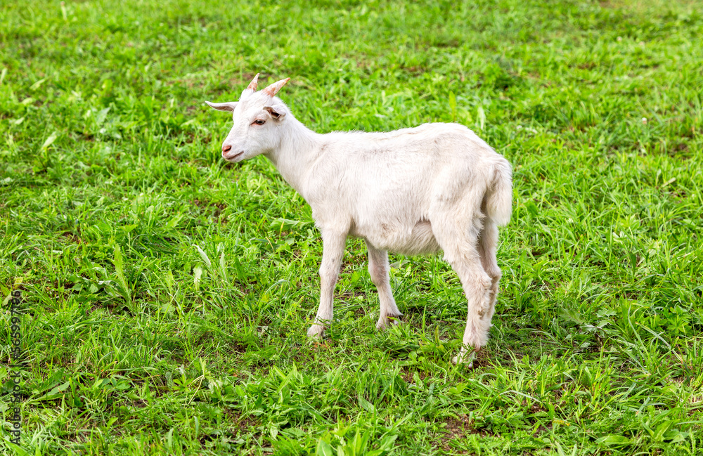 Young goat stands on a grassy lawn Young goat stands on a grassy lawn