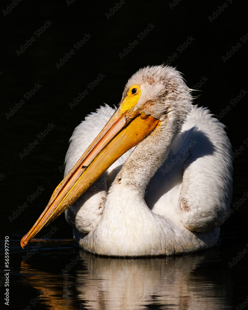 Portrait of American white pelican (Pelecanus erythrorhynchos) in morning sunlight Colorado, USA Portrait of American white pelican (Pelecanus erythrorhynchos) in morning sunlight Colorado, USA