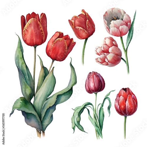 Illustration of watercolor hand drawn set of colorful red tulips isolated on white background. Spring flowers. Card for Mothers day, 8 March, wedding.