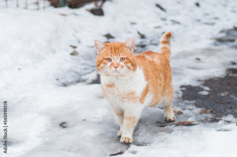 Beautiful ginger cat on snow background Beautiful ginger cat on snow background