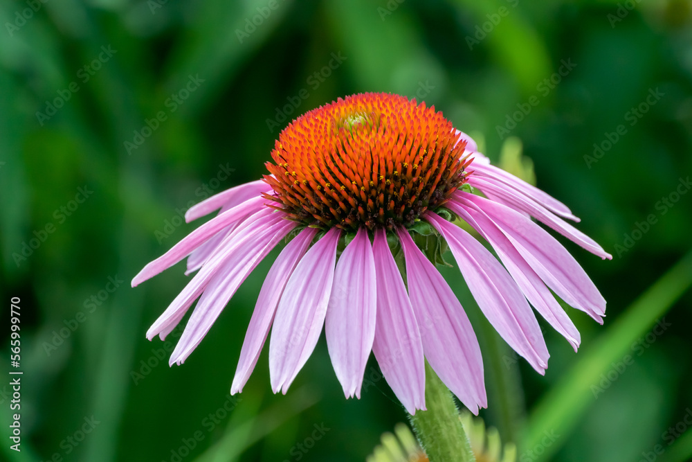Pink Coneflower Growing In The Native Plant Garden By The River Pink Coneflower Growing In The Native Plant Garden By The River