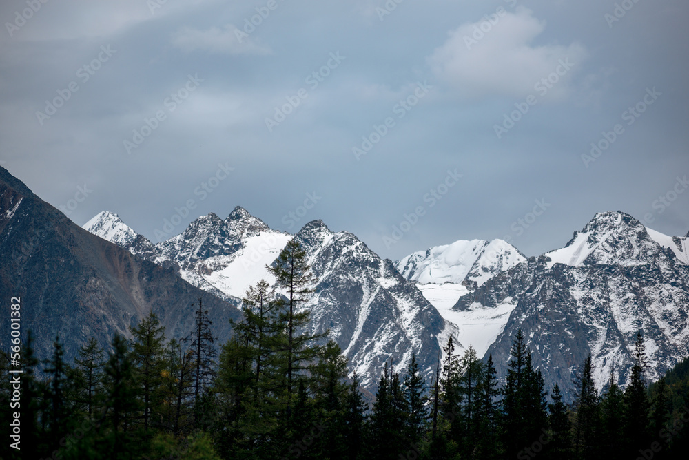 Peaks of stone mountains with snow and glaciers behind the tops of trees in a spruce forest in blue clouds in Altai.