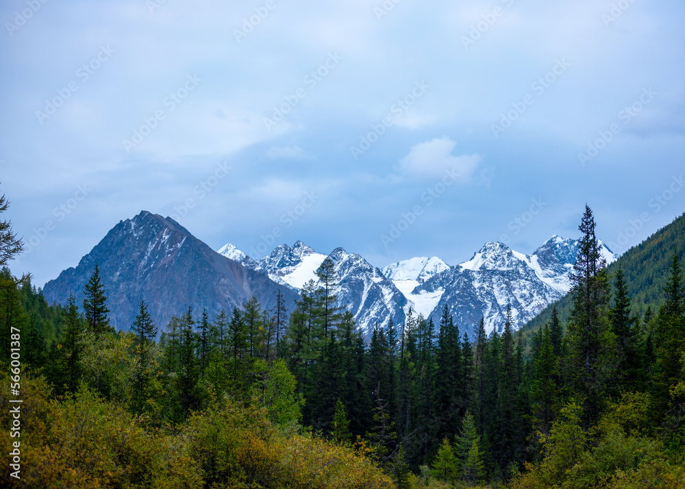 Mountain peaks with snow and glaciers behind the treetops in a spruce forest in blue clouds in Altai.