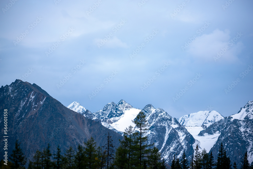 The top of stone mountains with white snow and glaciers behind the shadows of green treetops spruce forest in the clouds in Altai.