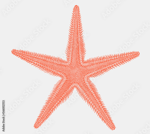Red comb star astropecten aranciacus, starfish from east Atlantic Ocean and Mediterranean Sea