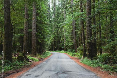 Narrow road in the forest