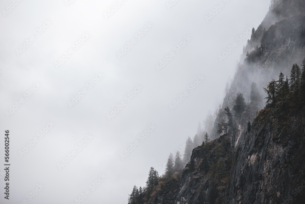 Fog with snow and clouds walks on stone mountains with yellow spruce trees and a forest on steep cliffs in Altai in the evening.