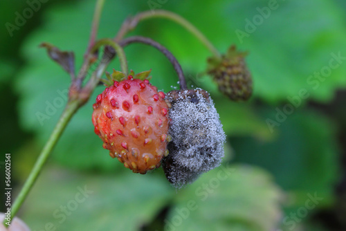  Grey mould (Botrytis cinerea) rotting strawberry fruit. photo