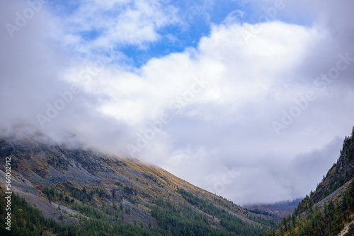 Fog with snow and clouds walks on stone mountains with yellow spruce trees and a forest on steep rocks after a rain in the afternoon in Altai. © Дмитрий Седаков