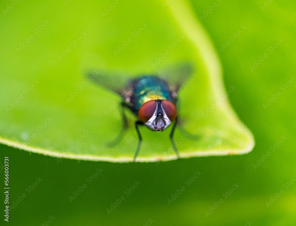 Naklejka premium The Lucilia fly is a genus of blow flies, in the family Calliphoridae.
